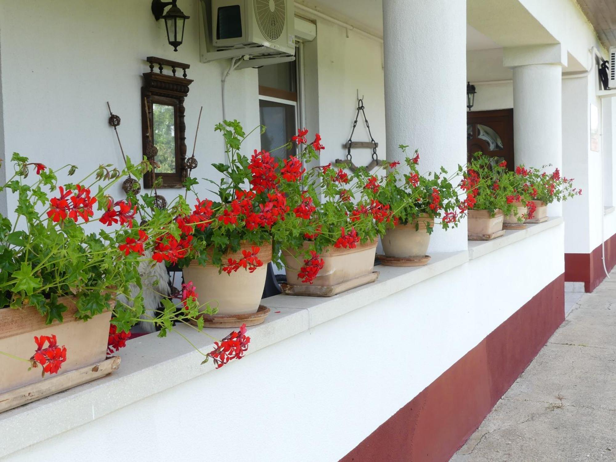 Tisza White House Bed & Breakfast Tiszaszolos Exterior photo